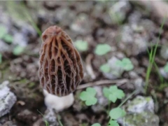 畢節(jié)黔西：千畝羊肚菌陸續(xù)出菇 帶動(dòng)農(nóng)戶穩(wěn)增收 ()