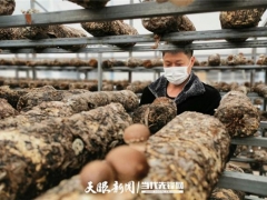 貴州施洞鎮(zhèn)疫情防控不誤生產(chǎn) 26萬棒食用菌穩(wěn)定出菇！ ()