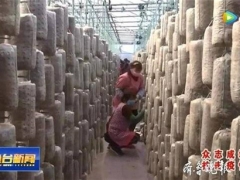 食用菌大棚生產(chǎn)忙，今年魚臺預計種植食用菌4.3億袋 ()