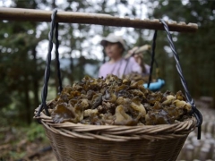 貴州從江：食用菌產(chǎn)業(yè)復工復產(chǎn)助力脫貧 ()