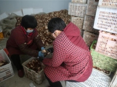 急！行唐2萬斤香菇滯銷，急盼援手相助 ()