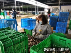買它！桐廬村民直播帶貨，滯銷香菇變“網(wǎng)紅” ()