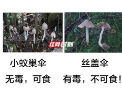 又到了野生蘑菇瘋長的季節(jié) 對比圖來啦！ ()