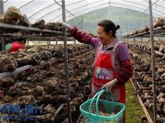 重慶云陽：香菇基地生產(chǎn)忙 帶動當(dāng)?shù)卮迕裨鍪?()