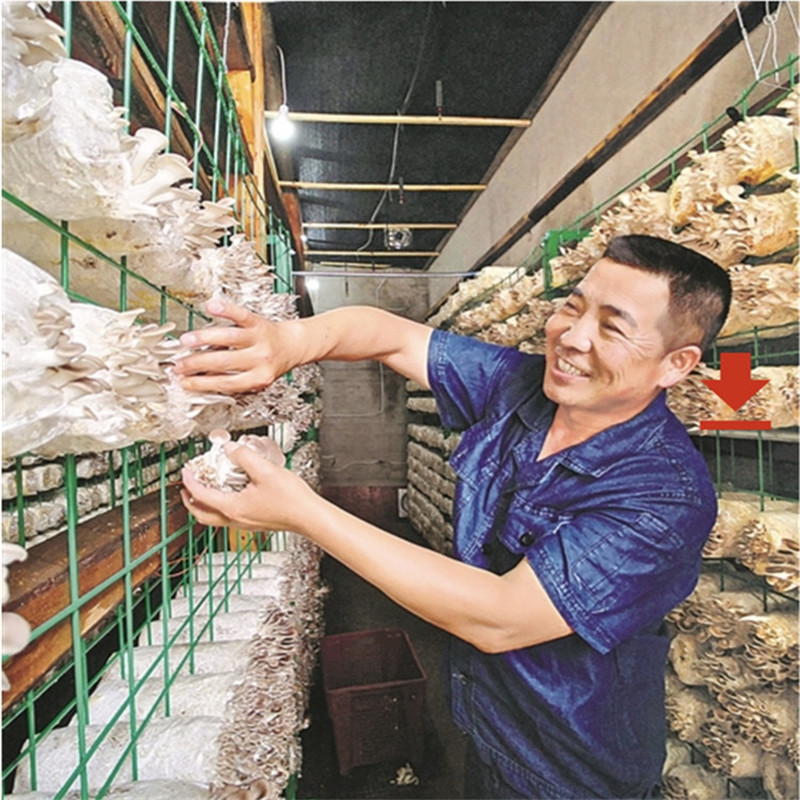 食用菌架 愛采購(gòu)