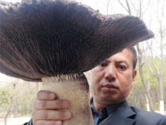 震撼！開傘直徑達(dá)40公分“巨型”大球蓋菇現(xiàn)身河南平頂山 ()
