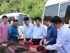 跨越千里“牽手”院士，科技造就“最強(qiáng)”柞水木耳 ()