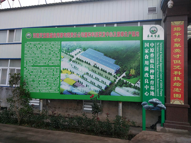 菌棒，種食用菌改良圖片小