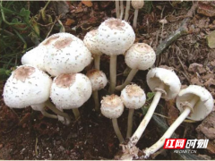 路邊的蘑菇不要采，小心中毒！ ()