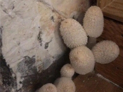 杭州女業(yè)主被家里蘑菇嚇哭：除不掉，晚上還會(huì)化成一灘“黑水”！ ()