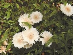 有毒！野蘑菇千萬(wàn)別亂吃 ()