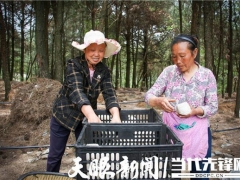 千畝大球蓋菇開始種植！紫云千畝林下仿野生菌項(xiàng)目持續(xù)推進(jìn) ()