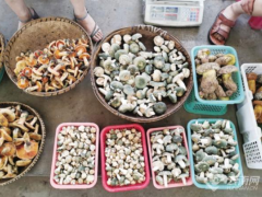 昆明野生菌大量上市 日交易量達(dá)100噸 見手青最低150元/公斤 ()