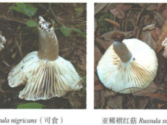 野生菌“殺人”事件！云南近90%的野生菌死亡病例是誤食這兩種菌 ()