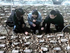上海援青十年 上海食用菌專家在高原種出1500元一斤的羊肚菌！“土專家” “田秀才”正在涌現(xiàn) ()