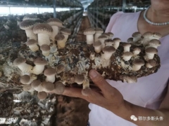 推農(nóng)品 促增收 | 急急急！伊旗扶貧香菇滯銷，急需您伸出援手! ()