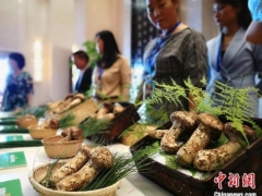 助力出口轉(zhuǎn)內(nèi)銷 2020云南首屆松茸交易會(huì)將于8月1日啟幕 ()