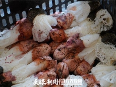 貴州劍河：紅托竹蓀“破殼”豐收 珍稀食用菌推動(dòng)就業(yè)增收 ()