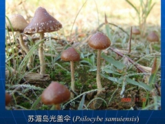 致幻蘑菇刷屏！專家：野生蘑菇中毒死亡率高達20% ()