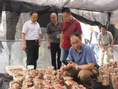 四川2個優(yōu)質加工香菇新菌株通過技術鑒定 ()
