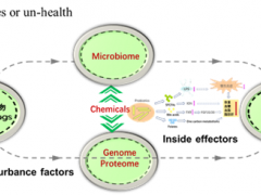 當靈芝遇上腸道菌群：科學家發(fā)現(xiàn)靈芝活性衍生物抗脂肪肝新機制 ()