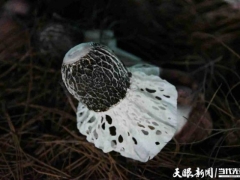 產值倍量 收入添碼——織金縣“四輪驅動”助推竹蓀產業(yè)邁入發(fā)展快車道 ()