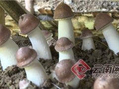 云南昌寧：姬松茸產業(yè)帶動群眾增收致富 ()
