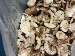 寧夏人民醫(yī)院近期接診誤食毒蘑菇14人！戶外野生蘑菇吃不得，你怎么就不聽呢！ ()