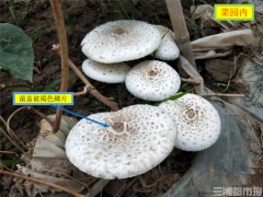 天氣轉(zhuǎn)冷，誤食毒蘑菇案例增多！省疾控專家提醒：勿吃 ()