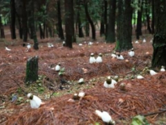 紫云林下經(jīng)濟種植“竹蓀”迎豐產(chǎn) ()