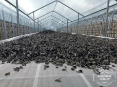 小木耳帶動大產(chǎn)業(yè) 汪清黑木耳產(chǎn)業(yè)鏈開拓扶貧路 ()