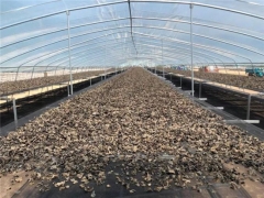 投入1.23億，寧波北侖工業(yè)思維破題為汪清黑木耳“增值”? ()