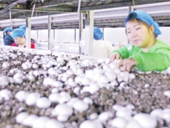 印江雙孢菇科技產(chǎn)業(yè)園“仙菇”豐收了！ ()