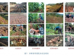 創(chuàng)新食用菌發(fā)展模式，助力云貴地區(qū)精準扶貧與生態(tài)提升 ()