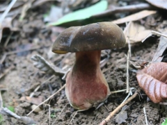 蘑菇栽培界又添新成員！攀枝花發(fā)現(xiàn)“玫紅網(wǎng)柄牛肝菌” ()