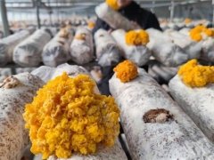 創(chuàng)意菌菇住進(jìn)“魔幻太空艙” 室外寒風(fēng)凜冽 艙內(nèi)溫暖濕潤 ()