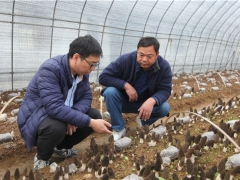 蘑菇老手與羊肚菌的碰撞——武漢新洲規(guī)?；蚨蔷龉郊磳⒉墒?()