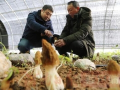 寶豐：打造珍稀食用菌品牌，實現(xiàn)產(chǎn)業(yè)振興助推鄉(xiāng)村振興 ()