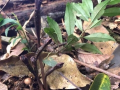 歷經(jīng)5年！翁源蘭花新物種“青云山天麻”終被專家確認！ ()