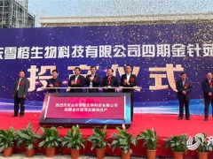 山東雪榕：總投資3億元金針菇項(xiàng)目投產(chǎn) 日產(chǎn)鮮菇400噸！ ()