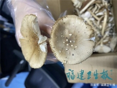 廈門男子吃完蘑菇半小時(shí)中毒進(jìn)ICU！快告訴家人千萬別亂吃 ()