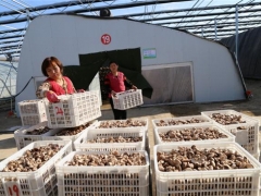 種植面積995萬平方米、從業(yè)人員10余萬人，惠民縣小菌菇撬動(dòng) ()