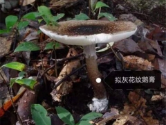 警惕！中山驚現(xiàn)大群劇毒鵝膏菌！千萬別采摘食用 ()