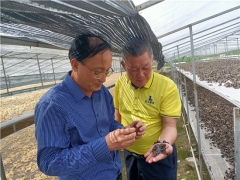 中國菌物學(xué)會(huì)理事長(zhǎng)郭良棟赴貴州銅仁調(diào)研梵天菌業(yè)黑木耳生產(chǎn) ()