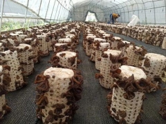 麗水援疆“云和師傅”技術(shù)助力，新和縣500多黑木耳種植農(nóng)戶開始采收 ()