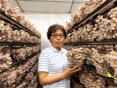 上海農(nóng)科院譚琦團隊“香菇種質(zhì)創(chuàng)新和系列新品種培育”相關(guān)科技成果  榮獲2020年上海市科技進步一等獎 ()