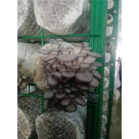 良心食用菌網(wǎng)格廠(chǎng)家安平浩璟