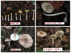 中疾控：11年來共報(bào)告10036起蘑菇中毒事件，云南、湖南報(bào)告最多 ()