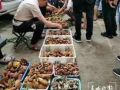 云南野生菌自由了！大降價(jià)！未見松茸身影 ()