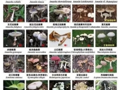 深圳：又到“菇毒”高發(fā)期，這些蘑菇千萬注意 ()